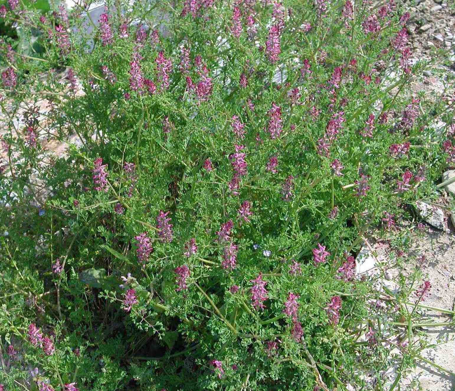 Fumaria officinalis